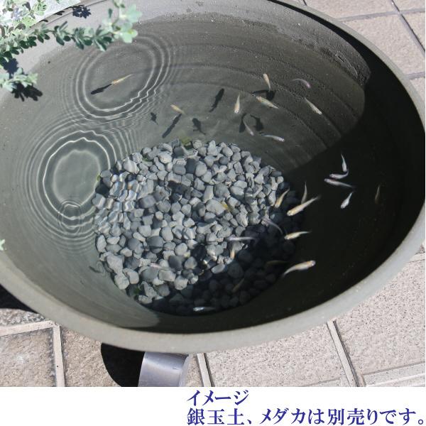 睡蓮鉢 めだか鉢 水鉢 陶器 おしゃれ サイズ 26.5cm 日本製 三河