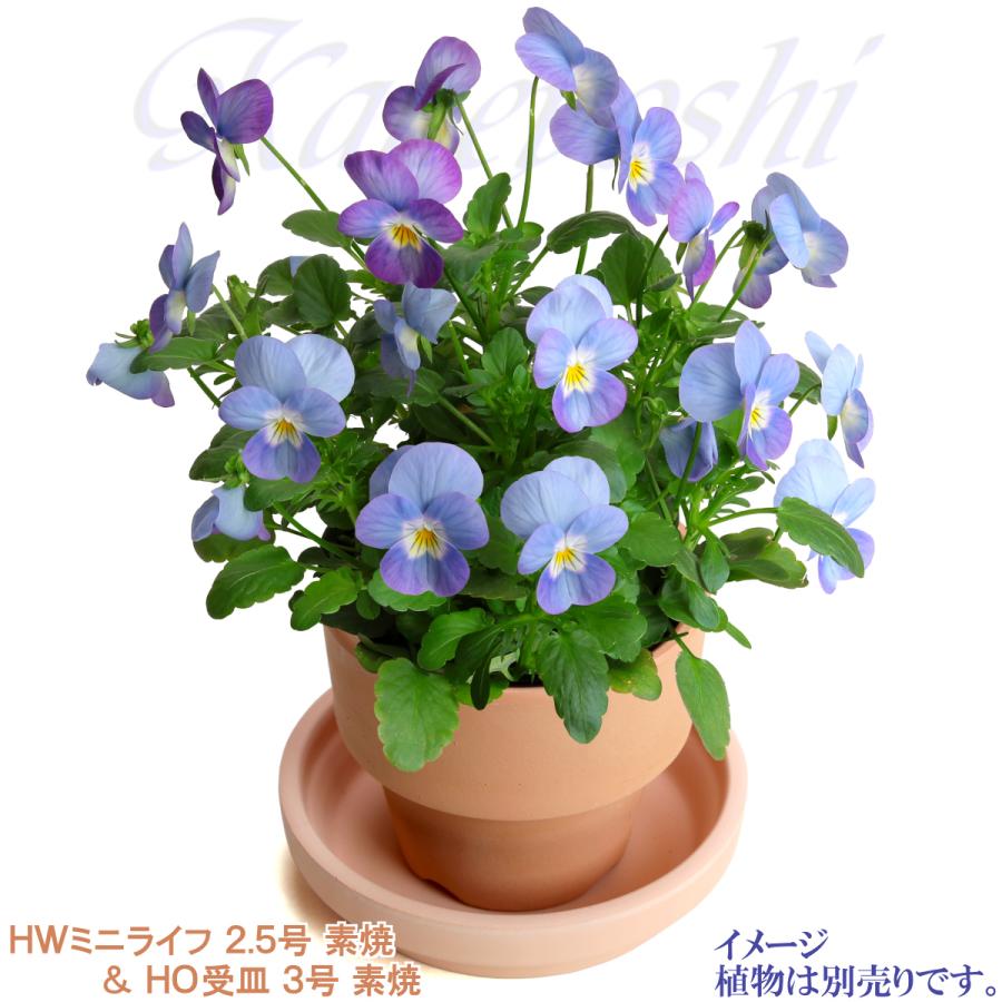 植木鉢 おしゃれ 安い 陶器 サイズ ８cm ＨＷミニライフ 2.5号 素焼 レンガ色 室内 テラコッタ 日本製 |  | 11