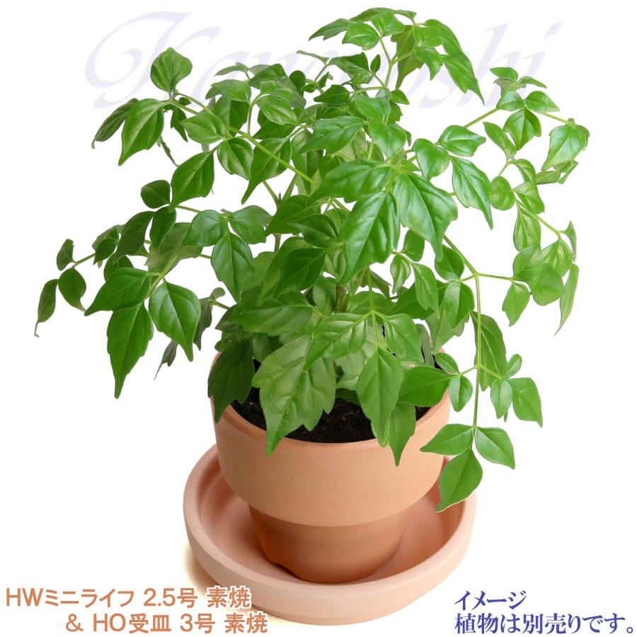 植木鉢 おしゃれ 安い 陶器 サイズ ８cm ＨＷミニライフ 2.5号 素焼 レンガ色 室内 テラコッタ 日本製 |  | 12