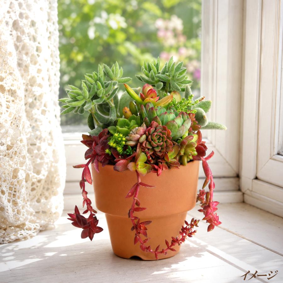 植木鉢 おしゃれ 安い 陶器 サイズ ８cm ＨＷミニライフ 2.5号 素焼 レンガ色 室内 テラコッタ 日本製 |  | 13