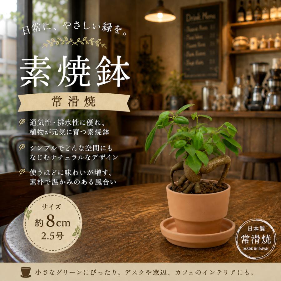 植木鉢 おしゃれ 安い 陶器 サイズ ８cm ＨＷミニライフ 2.5号 素焼 レンガ色 室内 テラコッタ 日本製 |  | 01
