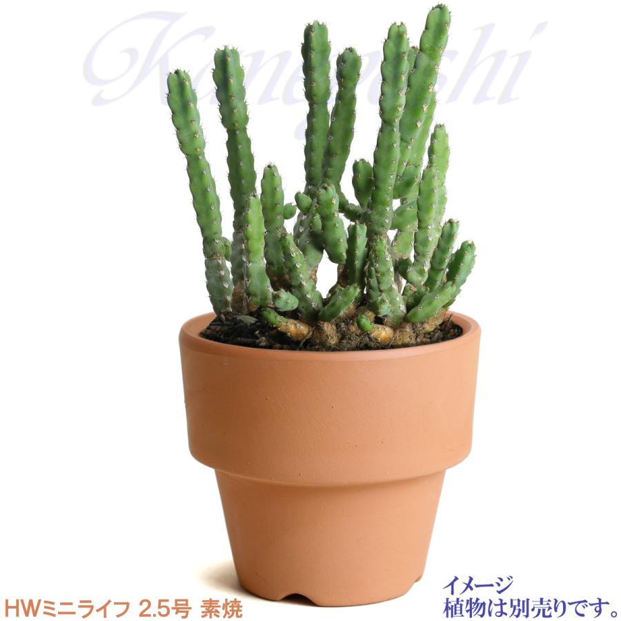 植木鉢 おしゃれ 安い 陶器 サイズ ８cm ＨＷミニライフ 2.5号 素焼 レンガ色 室内 テラコッタ 日本製 |  | 09