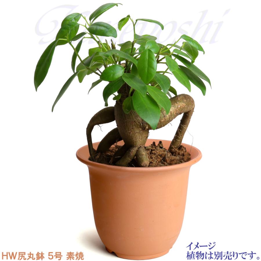 植木鉢 おしゃれ 安い 陶器 サイズ 1６cm ＨＷ尻丸鉢 ５号 素焼 レンガ色 室内 屋外 テラコッタ 色 国産 日本製 |  | 06