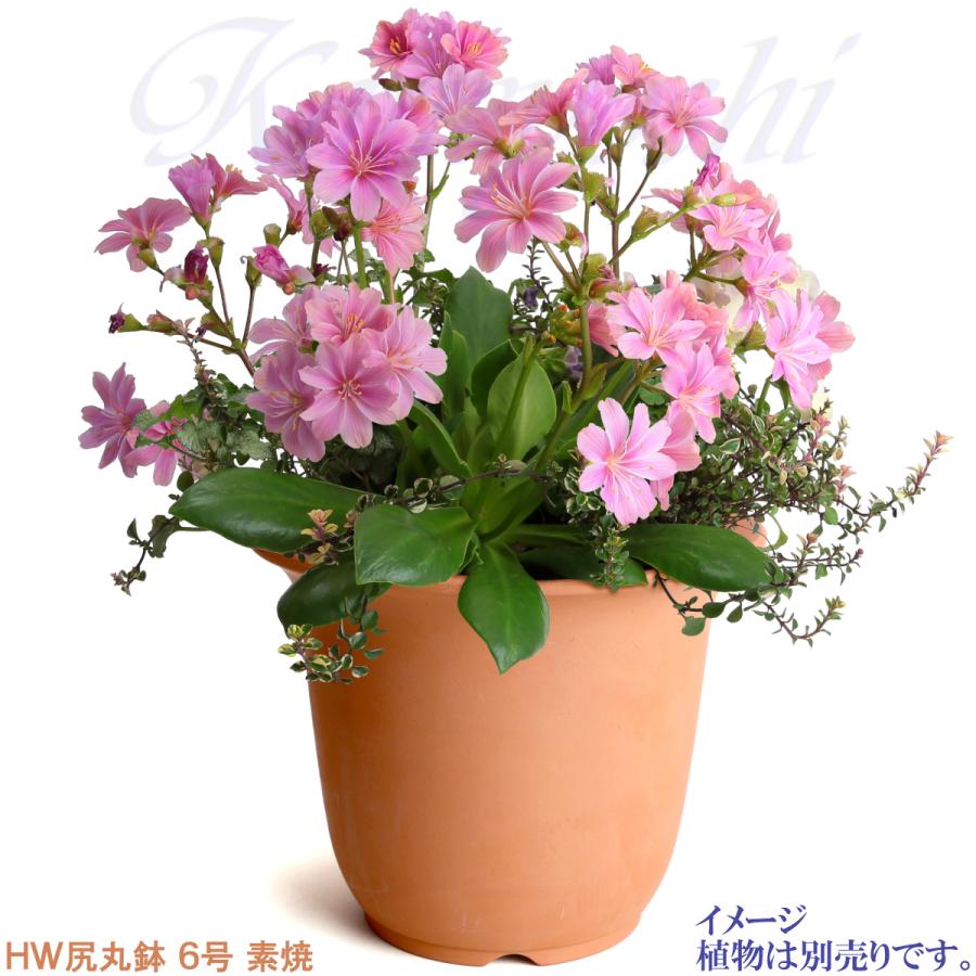 植木鉢 おしゃれ 安い 陶器 サイズ 19cm ＨＷ尻丸鉢 ６号 素焼 レンガ色 室内 屋外 テラコッタ 色 国産 日本製 |  | 06