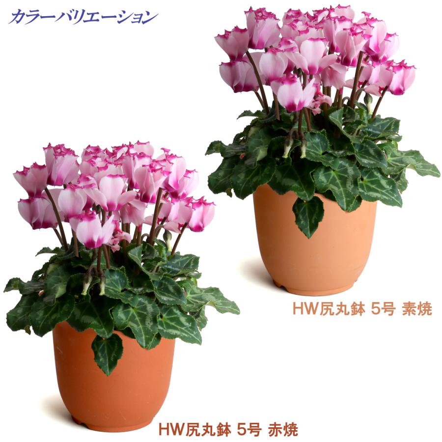 植木鉢 おしゃれ 安い 陶器 サイズ 1５cm ＨＷ尻丸鉢 ５号 赤焼 レンガ色 室内 屋外 テラコッタ 色 国産 日本製 菊 福助 |  | 08