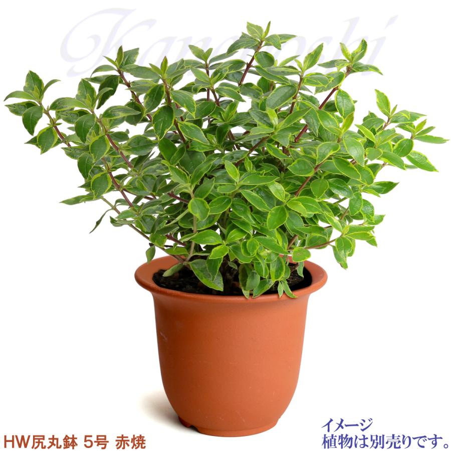 植木鉢 おしゃれ 安い 陶器 サイズ 1５cm ＨＷ尻丸鉢 ５号 赤焼 レンガ色 室内 屋外 テラコッタ 色 国産 日本製 菊 福助 |  | 07