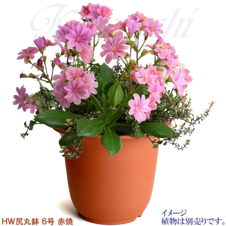 植木鉢 おしゃれ 安い 陶器 サイズ 19cm ＨＷ尻丸鉢 ６号 赤焼 レンガ色 室内 屋外 テラコッタ 色 国産 日本製 菊 福助 |  | 06