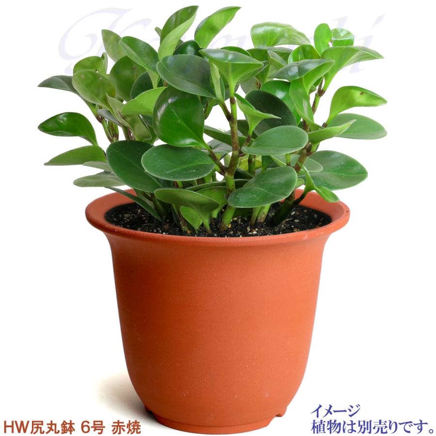 植木鉢 おしゃれ 安い 陶器 サイズ 19cm ＨＷ尻丸鉢 ６号 赤焼 レンガ色 室内 屋外 テラコッタ 色 国産 日本製 菊 福助 |  | 07