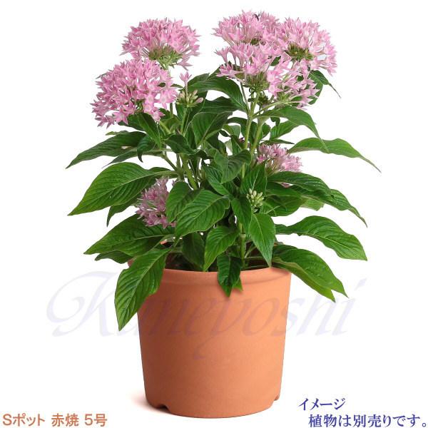 植木鉢 おしゃれ 安い 陶器 サイズ 15.5cm Sポット 5号 赤焼 植木鉢 おしゃれ 安い 陶器 サイズ 15.5cm Sポット 5号 赤焼