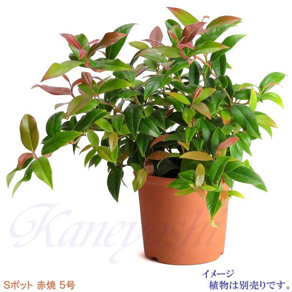 植木鉢 おしゃれ 安い 陶器 サイズ 15.5cm Sポット 5号 赤焼 室内 屋外 レンガ 色 |  | 07