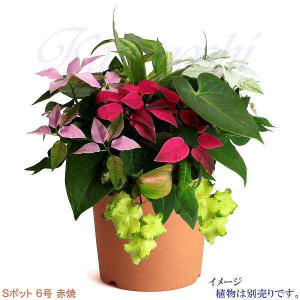 植木鉢 おしゃれ 安い 陶器 サイズ 19cm Sポット 6号 赤焼 室内 屋外 レンガ 色 |  | 09