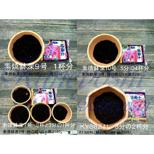 洋らんの土　６Ｌ |  | 05