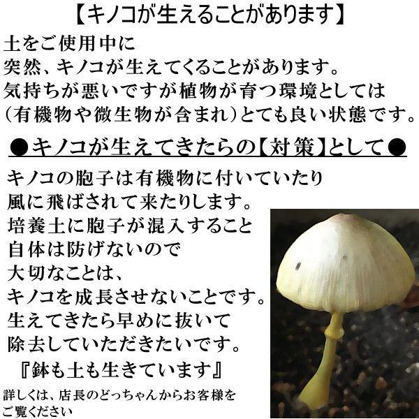 観葉植物の土　６Ｌ |  | 06