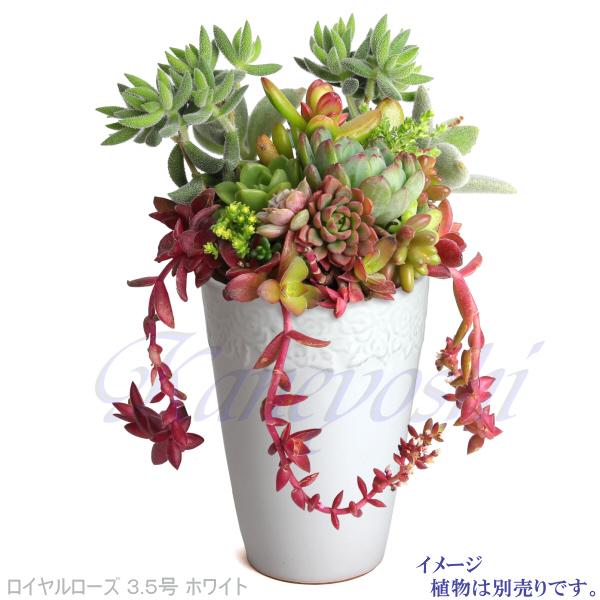 植木鉢 おしゃれ 安い 陶器 サイズ 11.5cm ロイヤルローズポット 3.5号 ホワイト 室内 屋外 白 色 |  | 06