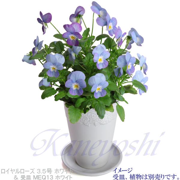 植木鉢 おしゃれ 安い 陶器 サイズ 11.5cm ロイヤルローズポット 3.5号 ホワイト 室内 屋外 白 色 |  | 09