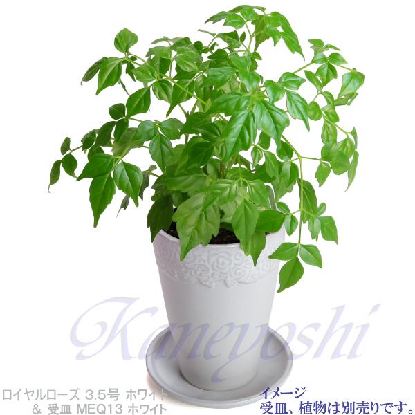 植木鉢 おしゃれ 安い 陶器 サイズ 11.5cm ロイヤルローズポット 3.5号 ホワイト 室内 屋外 白 色 |  | 10