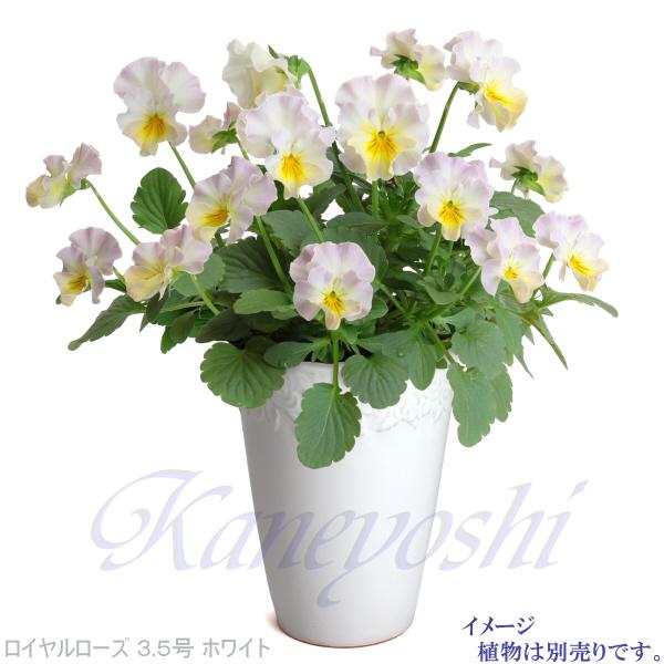 植木鉢 おしゃれ 安い 陶器 サイズ 11.5cm ロイヤルローズポット 3.5号 ホワイト 室内 屋外 白 色 |  | 07