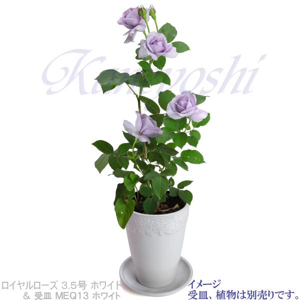 植木鉢 おしゃれ 安い 陶器 サイズ 11.5cm ロイヤルローズポット 3.5号 ホワイト 室内 屋外 白 色 |  | 08