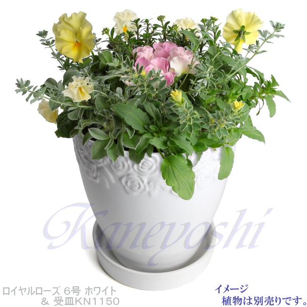 植木鉢 おしゃれ 安い 陶器 サイズ 18cm ロイヤルローズポット 6号