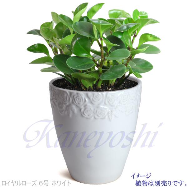 植木鉢 おしゃれ 安い 陶器 サイズ 18cm ロイヤルローズポット 6号