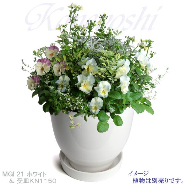 鉢 21cm 楽天市場】セラアート 平鉢 21cm×11.5cm プラ鉢 21号 黒 ブラック