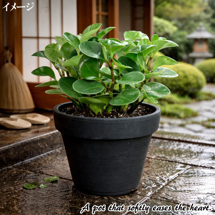 植木鉢 おしゃれ 安い 陶器 サイズ 18.5cm ふわりポット 6号 ブラック
