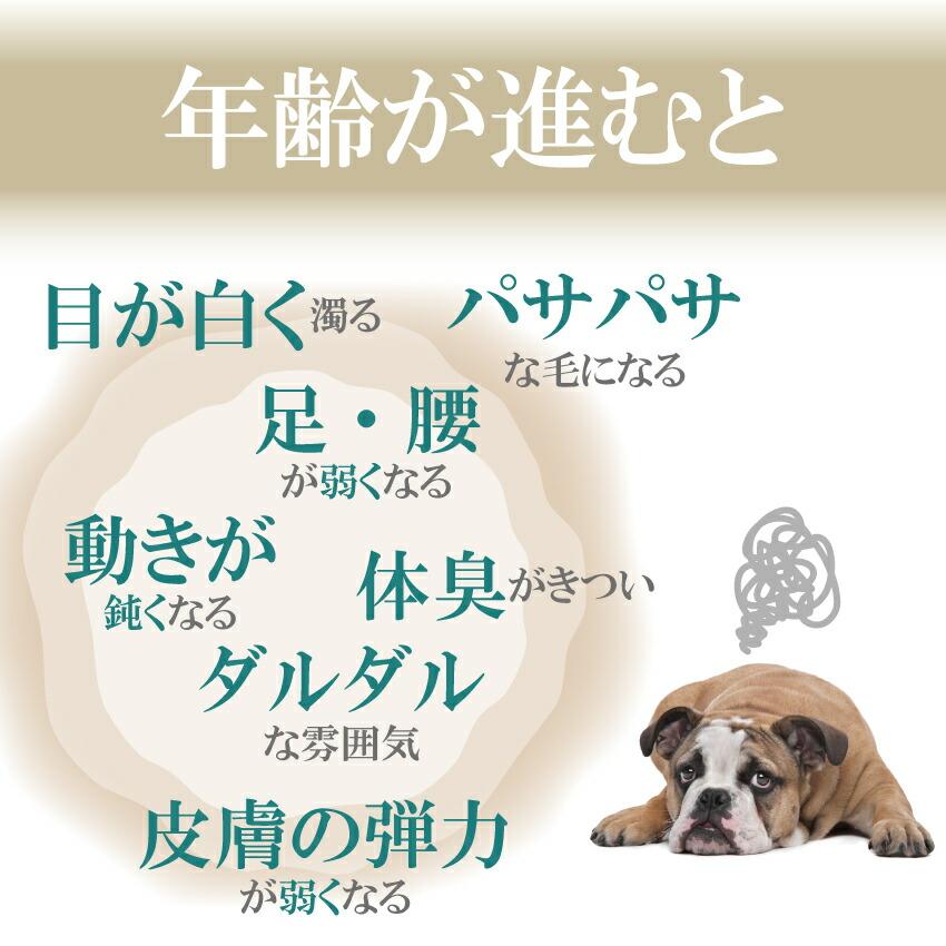 犬 老化 筋力 体力 サプリメント みらいのヒトサジ 無添加 高齢犬 シニア 送料無料 犬のご飯とケーキのドッグダイナー 通販 Yahoo ショッピング