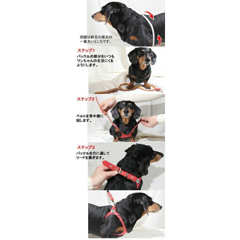 バディーベルト ハーネス 4号 ラテ Latte 小型犬 ペット レザー 本革 BUDDYBELT バディベルト 犬用 胴輪 リングハーネス メガネ｜dogskip｜07