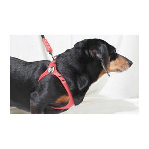 胴輪 ハーネス バディーベルト 8号 ペット 犬 レザー 本革 大型犬用 BUDDY BELT BUDDYBELT 犬 犬用 ペット ドッグ バディー ペット