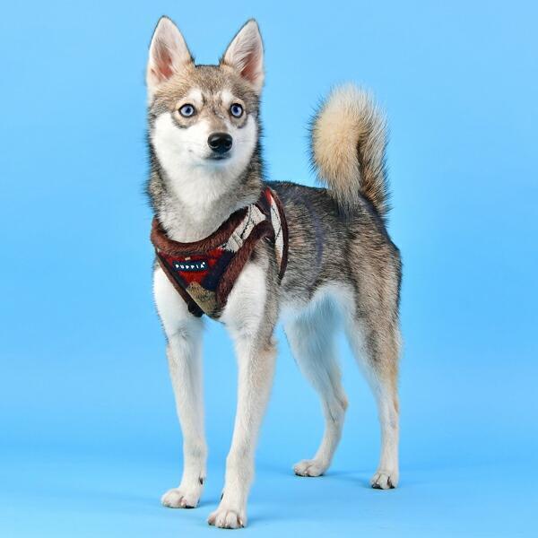 犬用 胴輪 ジョリーハーネスb S M Lサイズ 小型犬 犬 Puppia パピア ペット ドッグ Patd Hb1765 Dogskip Yahoo 店 通販 Yahoo ショッピング