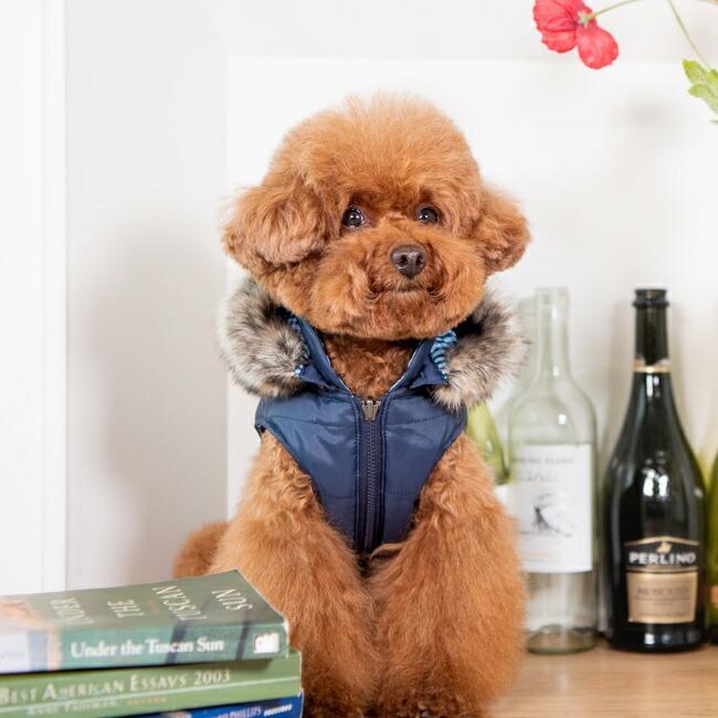 ホリスリバーシブルスリーブレスダウンジャンパー：HOLLIS：S,M,Lサイズ PUPPIA パピア ペット ドッグの画像
