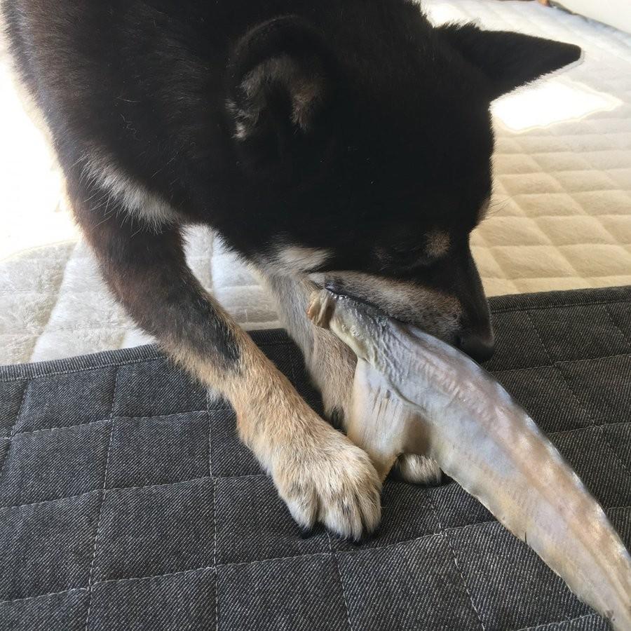 犬用 大型犬 噛む おやつ 骨 無添加 国産 さめ尾ビレ燻製 大 3本入り 固い 長持ち 送料無料 メール便 Koc 45 ドッグズライフ Yahoo 店 通販 Yahoo ショッピング