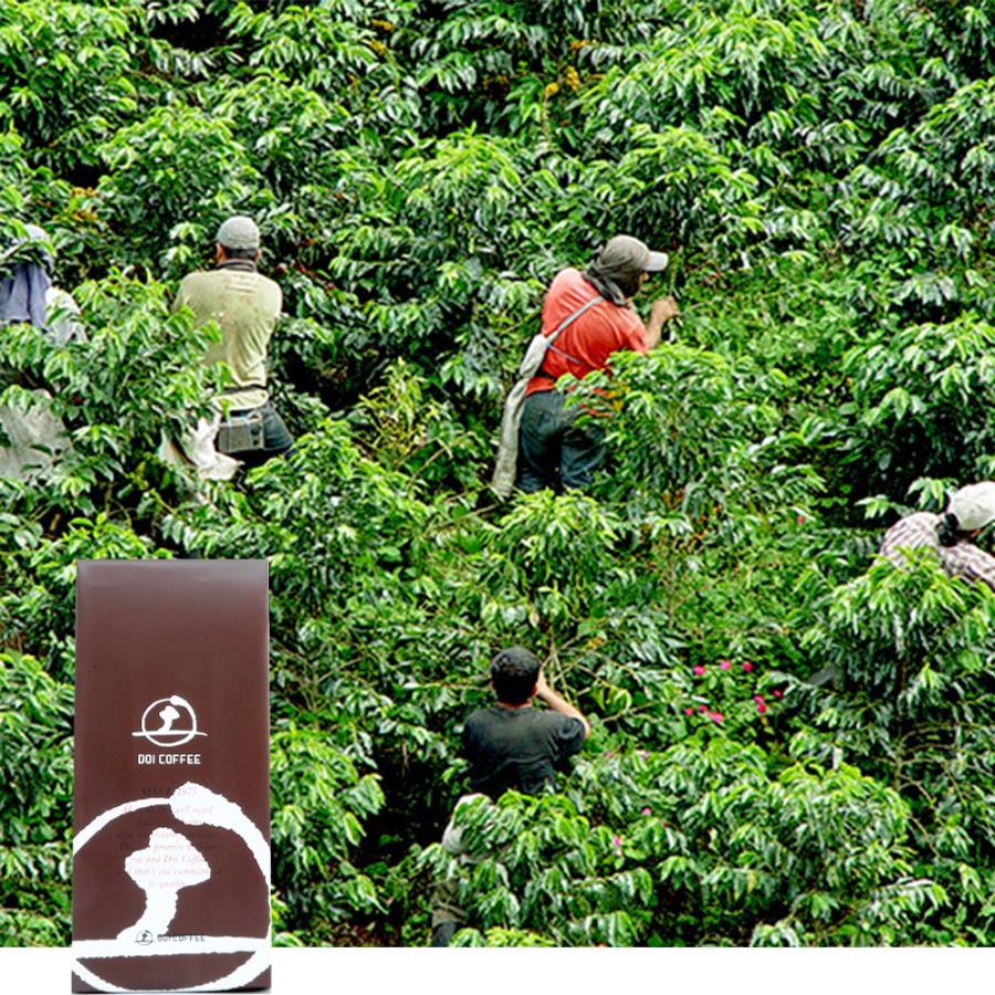 コロンビア　エメラルドマウンテン（小さな農園ロット）※ | 