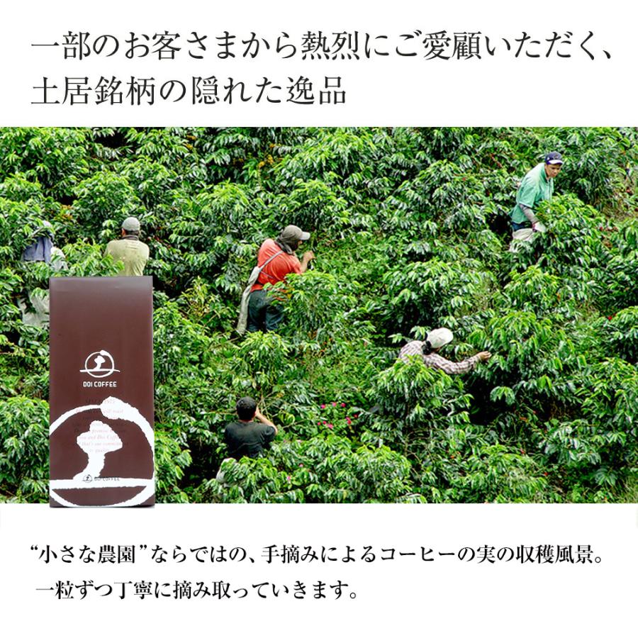 コロンビア　エメラルドマウンテン（小さな農園ロット）※ |  | 01