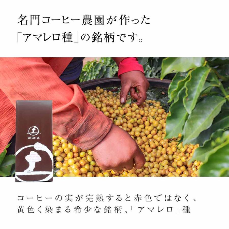 ブラジルアマレロ（ボンジャルディン農園）※ |  | 01