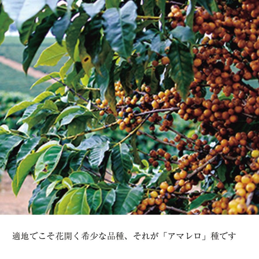 ブラジルアマレロ（ボンジャルディン農園）※ |  | 02