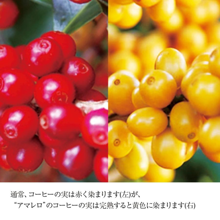 ブラジルアマレロ（ボンジャルディン農園）※ |  | 03