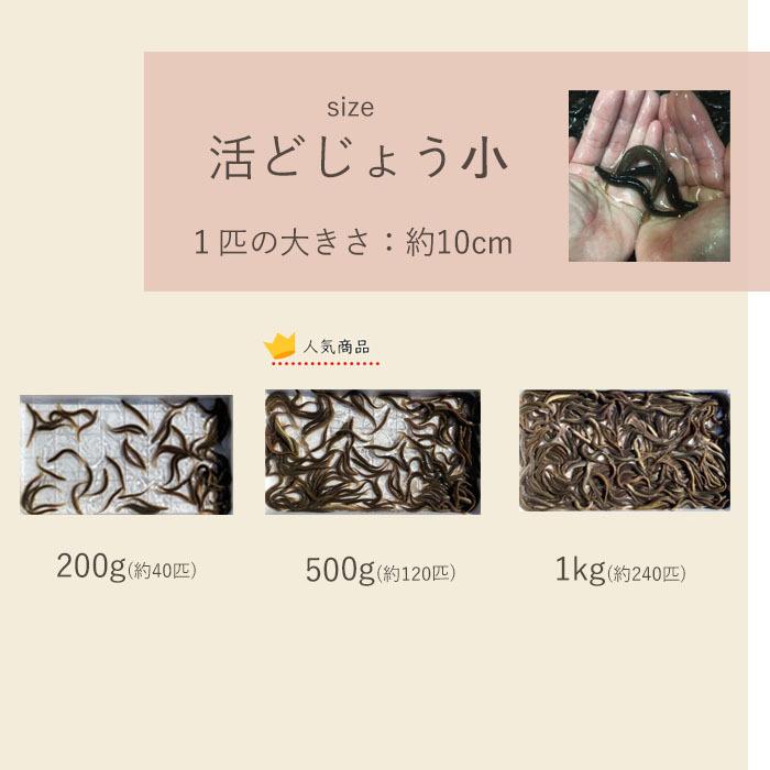 【どじょう日本一】活 どじょう 1kg 大【約16cm 約40匹】 食用 どじょう 生体 ドジョウ  柳川 鍋 ドジョウ 唐揚げ 料理用 ドジョウ 蒲焼｜dojou-ookawa｜15