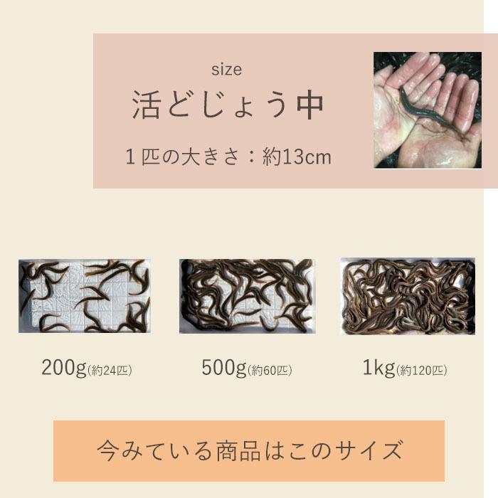 【どじょう日本一】活 どじょう 1kg 中【約13cm 約120匹】 食用 どじょう 生体 ドジョウ  柳川 鍋 ドジョウ 唐揚げ 料理用 ドジョウ 蒲｜dojou-ookawa｜16