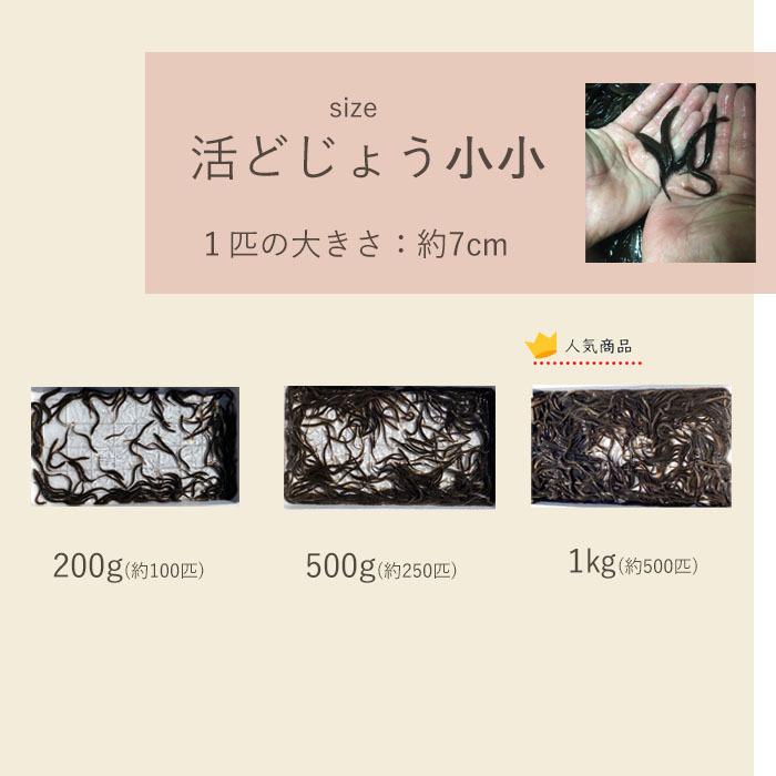 【どじょう日本一】活 どじょう 1kg 小【約10cm 約250匹】 食用 どじょう 生体 ドジョウ  柳川 鍋 ドジョウ 唐揚げ 料理用 ドジョウ 蒲焼｜dojou-ookawa｜14