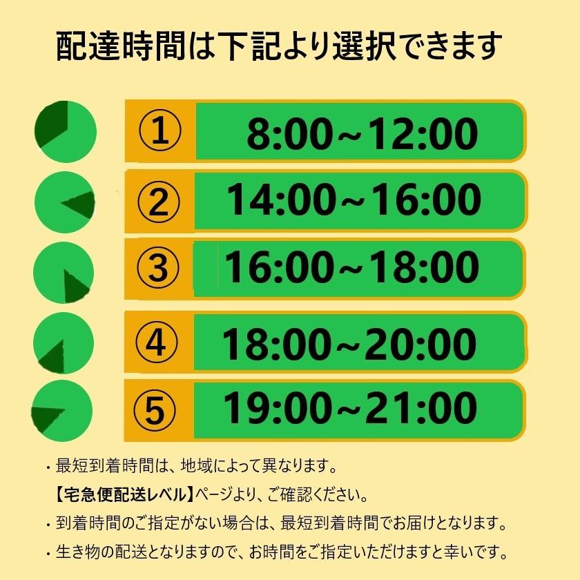 【どじょう日本一】活 どじょう 1kg 小【約10cm 約250匹】 食用 どじょう 生体 ドジョウ  柳川 鍋 ドジョウ 唐揚げ 料理用 ドジョウ 蒲焼｜dojou-ookawa｜20