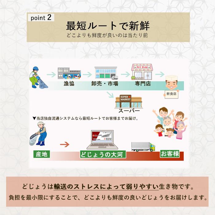 【どじょう日本一】活 どじょう 1kg 小【約10cm 約250匹】 食用 どじょう 生体 ドジョウ  柳川 鍋 ドジョウ 唐揚げ 料理用 ドジョウ 蒲焼｜dojou-ookawa｜08