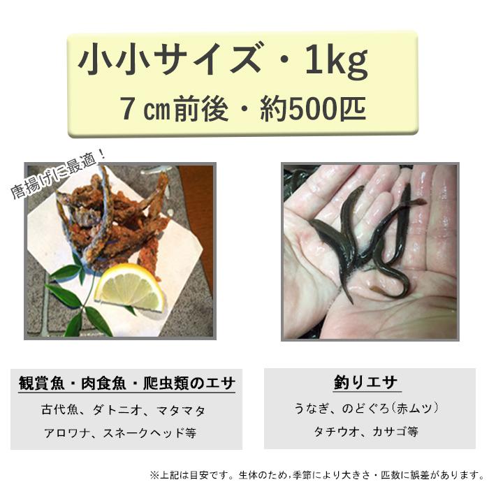 どじょう日本一 活 どじょう 1kg 小小 約7cm 約500匹 食用 どじょう 生体 ドジョウ 柳川 鍋 ドジョウ 唐揚げ 料理用 ドジョウ 蒲焼 どじょうの大河yahoo 店 通販 Yahoo ショッピング