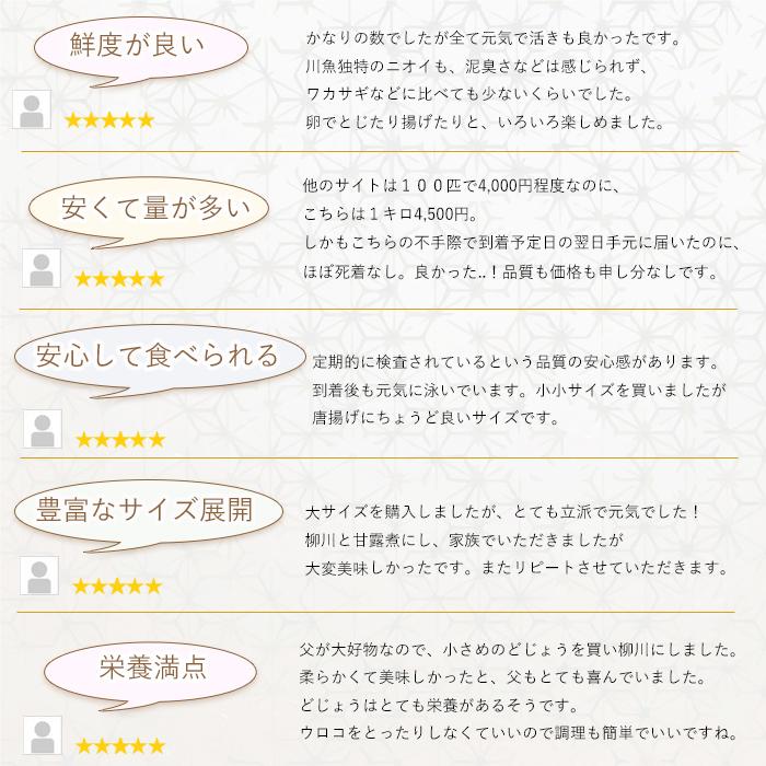 【どじょう日本一】活 どじょう 500g 大【約16cm 約20匹】 食用 どじょう 生体 ドジョウ  柳川 鍋 ドジョウ 唐揚げ 料理用 ドジョウ 蒲焼｜dojou-ookawa｜04