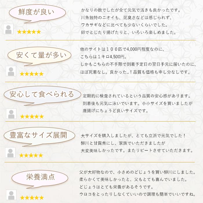 活どじょう 500g 小 約10cm 約125匹 ドジョウ 食用可 どじょうの大河yahoo 店 通販 Yahoo ショッピング