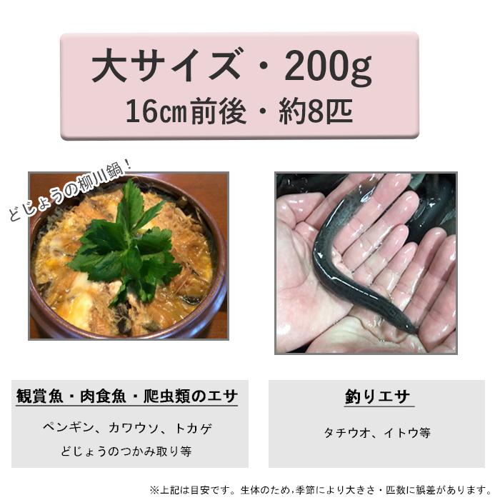 どじょう日本一 活 どじょう 0g 大 約16cm 約8匹 食用 どじょう 生体 ドジョウ 柳川 鍋 ドジョウ 唐揚げ 料理用 ドジョウ 蒲焼 どじょうの大河yahoo 店 通販 Yahoo ショッピング