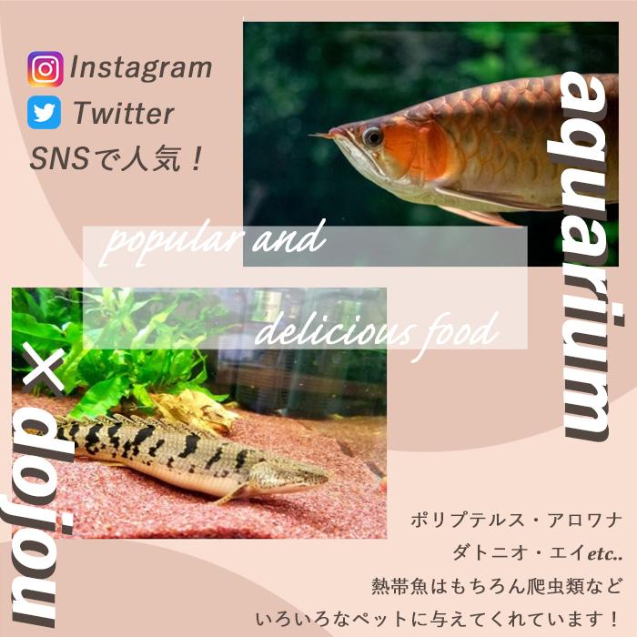 ドジョウ　専用ページ 冷凍 餌 どじょう 100g×5パック 大 (約16cm 約4匹×5P) エサ 釣り えさ