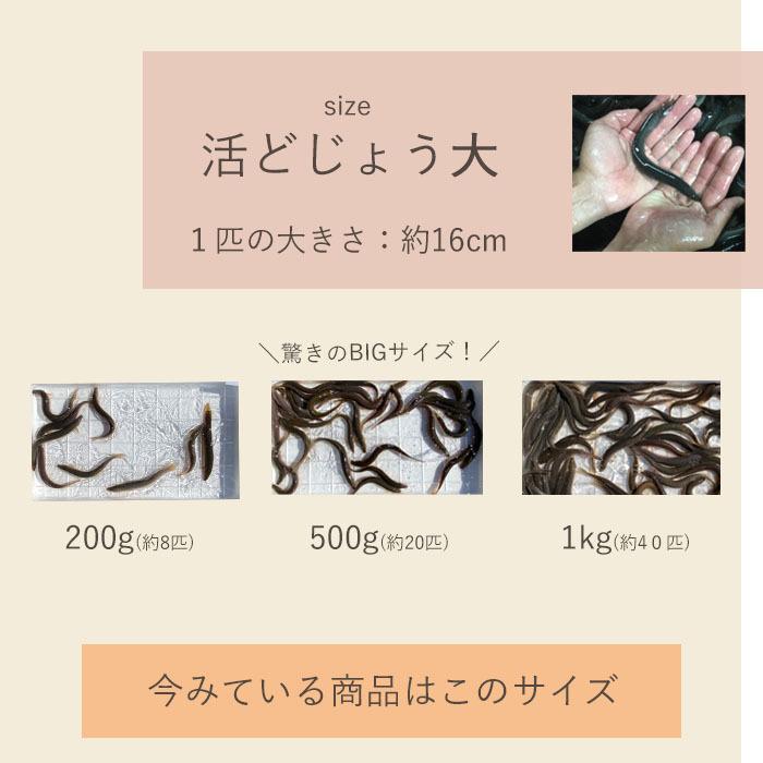 どじょう 日本一 えさ 0g 大 約16cm 約8匹 活どじょう 釣り 古代魚 上質 食用ok ドジョウ 熱帯魚 生体 餌 生餌 生き餌 エサ