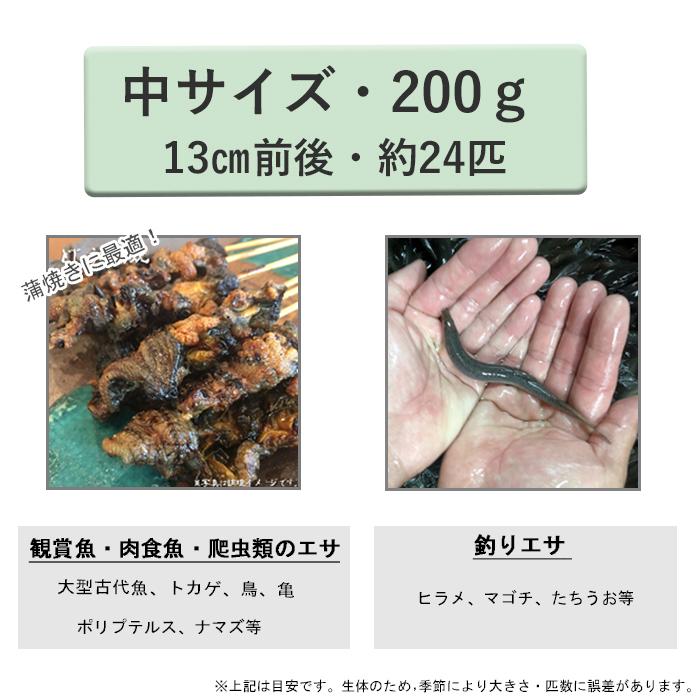 【 どじょう 日本一】 えさ どじょう 200g 中【約13cm 約24匹】 えさ 活どじょう 釣り エサ 熱帯魚 古代魚 エサ  (食用OK) ドジョウ 生き餌 生餌 生体 餌｜dojou-ookawa｜10