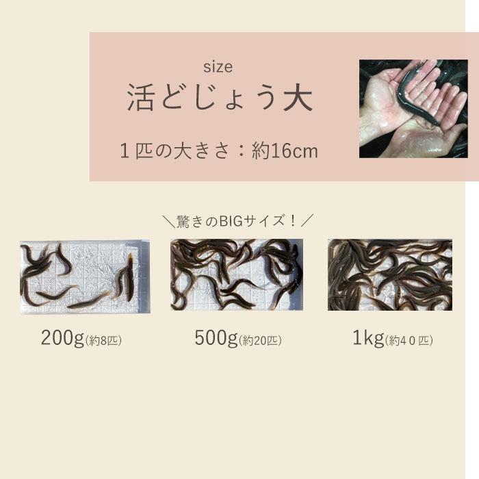 【 どじょう 日本一】 えさ どじょう 200g 小【約10cm 約40匹】 えさ 活どじょう 釣り エサ 熱帯魚 古代魚 エサ  (食用OK) ドジョウ 生き餌 生餌 生体 餌｜dojou-ookawa｜14